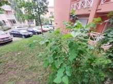 Мініатюра